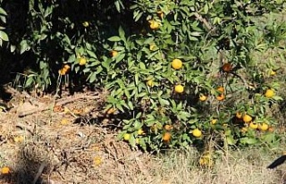 Narenciye üreticisini Akdeniz meyve sineği vurdu