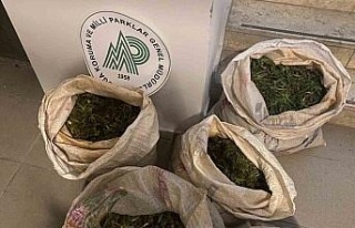 Aydın’da 130 kilogram salep soğanı ele geçirildi