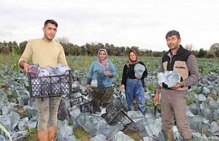 Aydın’da kara lahana hasadı başladı