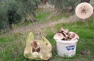 Aydın’da mantar bereketi yaşanıyor, uzmanlar...