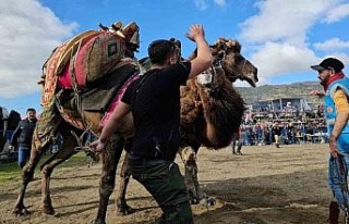 Buharkent’te develer güreşti, izleyenler coştu