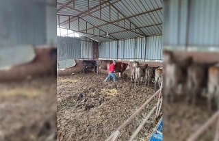 Söke’de şap aşısı ve küpeleme çalışması...