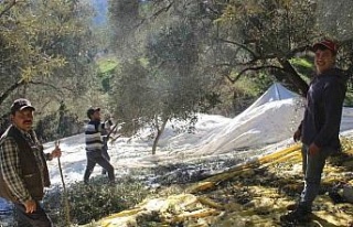 Üreticiler bu yıl zeytin değil altın topluyor