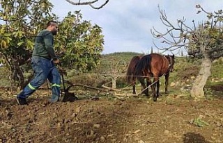 Zorlu araziler at ve katırlarla hazırlanıyor