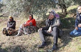 Başkan Güler, zeytin hasadı yapan üreticilerle...