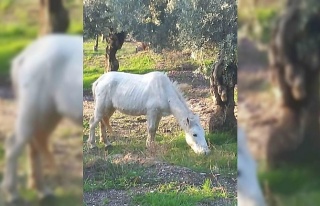 Çift sezonu bitince azat edilen atlar vatandaşları...