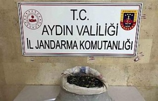 Efeler’de bir bahçeden 300 kilo zeytin çalındı