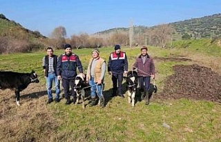 Kaybolan 3 buzağı jandarma ekiplerince bulundu