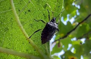 Aydın’da kahverengi kokarca uyarısı
