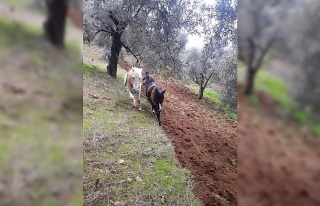 Aydın’ın dağlarında atlar, çiftçinin imdadına...