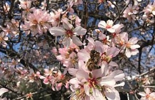 Bademler çiçek açtı arılar çalışmaya başladı