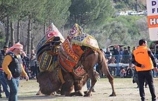 Başkan Güler’den deve güreşine davet