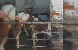 Kaybolan buzağıları jandarma ekipleri bularak sahibine...