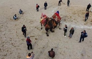 Nazilli’de deve güreşi festivali iptal edildi