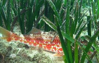 EKODOSD’tan deniz çayırlarını koruma çağrısı