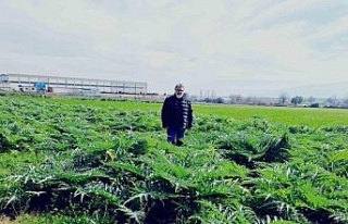 Enginarın sırrını çözmek için araştırma tarlası...