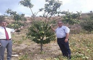 Hastalığa dayanıklı kestane fidanı talepleri...