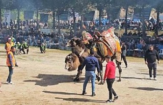 Köşk’te Deve Güreşi Festivali düzenlendi