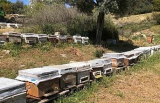 Aydın’da destekleme alacak plakalı arı kovanlarının...
