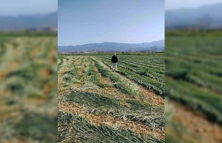 Bozdoğan’da ilçe tarım kaba yemin önemine dikkat...