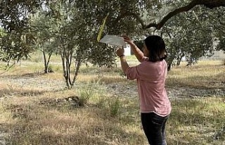 Kuyucak’ta zeytin güvesi uyarısı