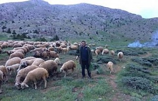 Mesaide müdür, tatilde çoban