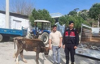 Söke’de hayvan hırsızları yakalandı