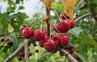 Avra Kirazı’nın kraliyet sofralarına yolculuğu...