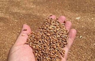 Aydın’da buğday alım fiyatını açıkladı