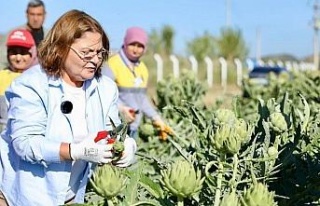 Başkan Gençay, enginar hasadına katıldı