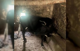 Çaldığı hayvanı kendisinin gibi satmak istedi,...