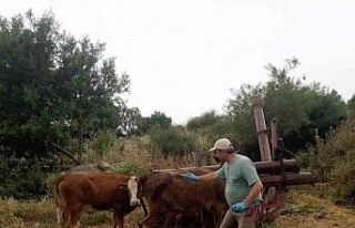 Didim’de büyükbaş hayvanların ilkbahar şap...