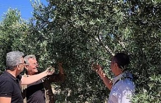 Didim’de zeytin bahçelerinin röntgeni çekildi