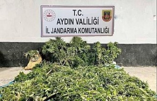 Ektikleri kenevirleri sularlarken yakalandılar