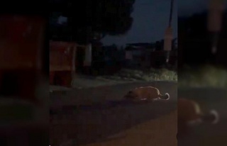 Köpeği traktörle sürükleyen şüpheli jandarma...