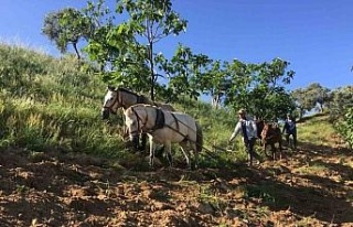 Köyünü terk etmeyen gençler günlük 3 bin liraya...