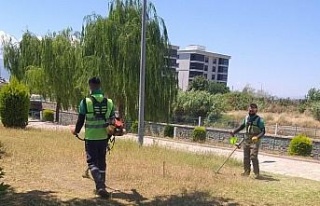 Nazilli Belediyesi, yeşil alanları bakıma aldı