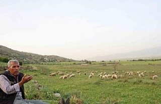Ömrünü çok sevdiği koyunlarına adadı