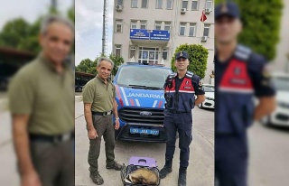 Yaralı porsuğu jandarma ekipleri kurtardı