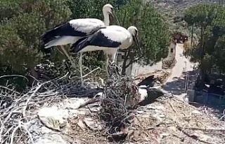 Ayağına ip dolanan leyleği muhtarın dikkati kurtardı