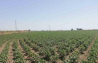 Aydın’ın ‘beyaz altın’ı gözetim altında