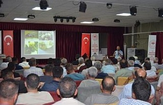 Buharkent’te İncir Siyah Sineği ve Hastalıkları...