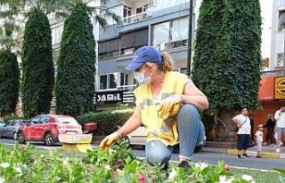 Büyükşehir Aydın’ı rengarenk çiçeklerle süslüyor