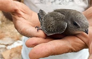 EKODOSD, doğal sivrisinek yok edici ebabil kuşlarına...