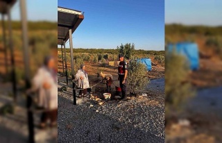 Kaybolan hayvanları jandarma buldu