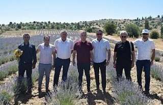 Kaymakam Gökçe, lavanta ve altın otu hasadına...