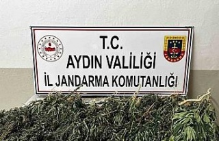 Kenevir bitkisi eken 2 şüpheli yakalandı