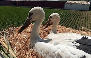 Öksüz yavru leylekler uçma çalışmalarına başladı