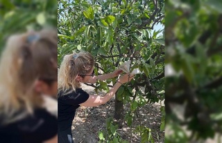 Söke’de Akdeniz Meyve Sineği alarmı