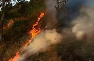 Söke’de makilik yangını